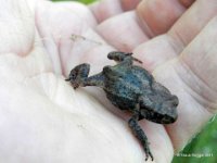 Junger Frosch, Art ist mir nicht bekannt